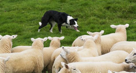 border collie sheep herding training.